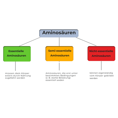 Die Magie der Aminosäuren: So optimierst Du - YogaLizenz.de