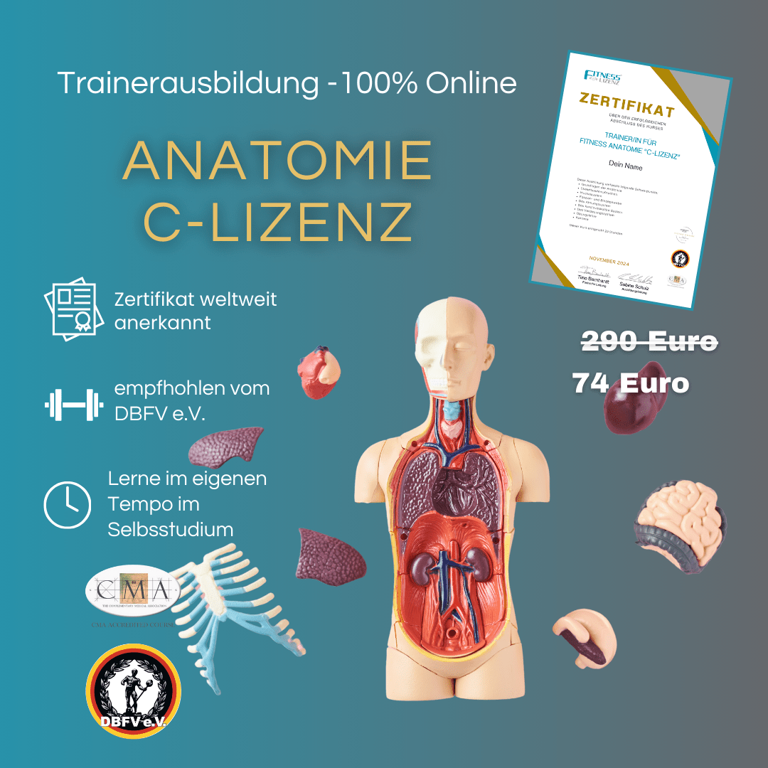 Trainer/in für Fitness Anatomie "C - Lizenz" - YogaLizenz.de